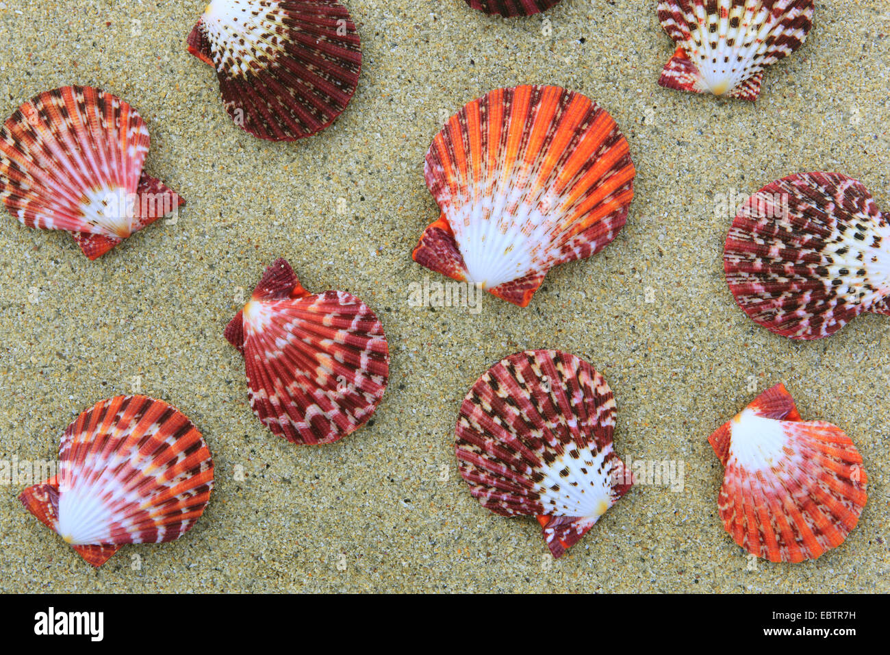Kegelschnecke (Pecten Pallium), Muscheln im Sand, Großbritannien, Schottland Stockfoto