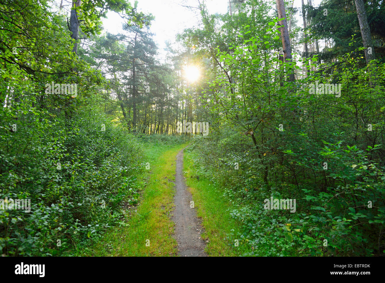wenig Weg gehen durch den Wald im Spätsommer, Deutschland, Bayern, Oberpfalz Stockfoto