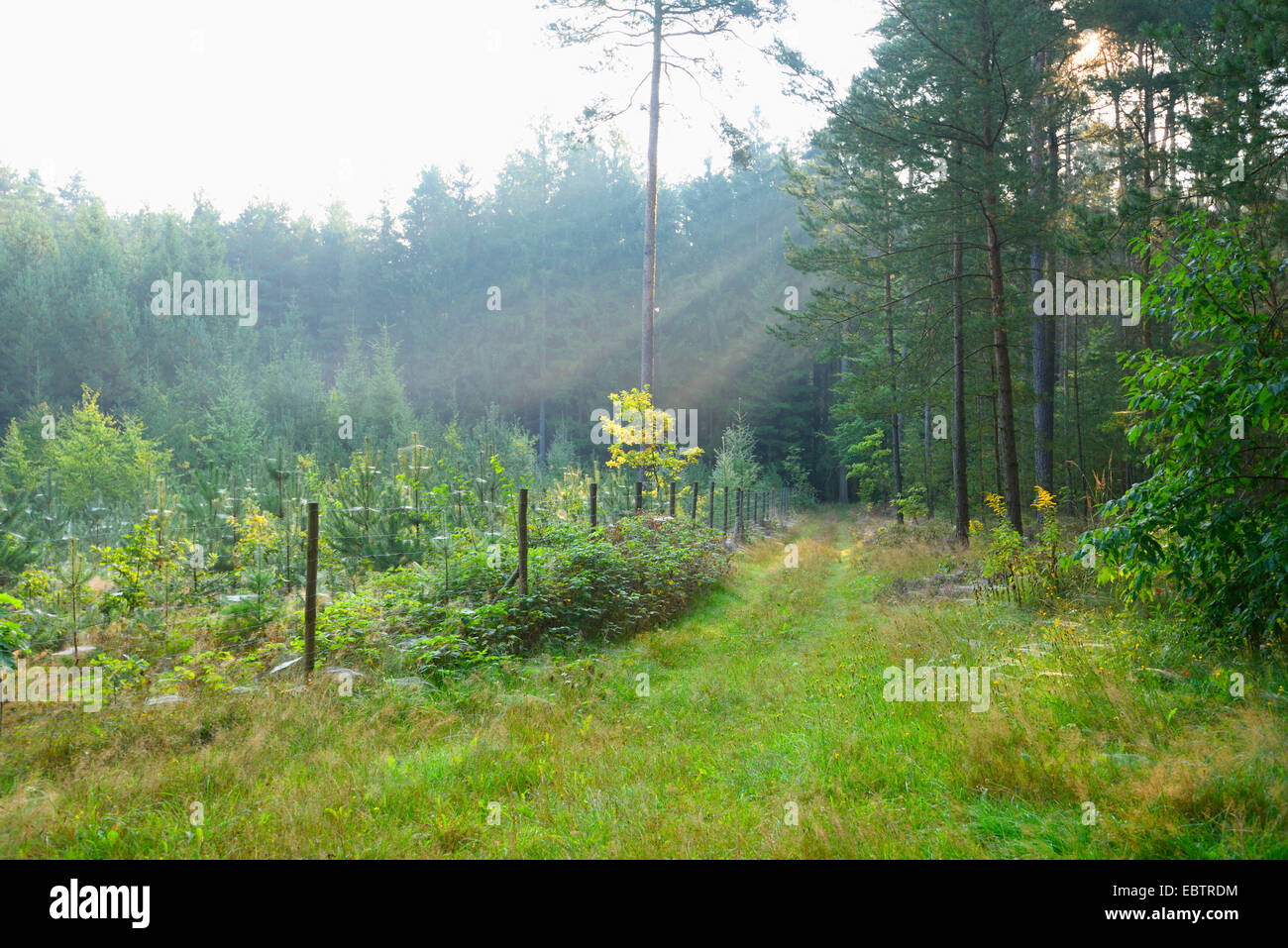 junger Wald Plantion im Spätsommer, Deutschland, Bayern, Oberpfalz Stockfoto
