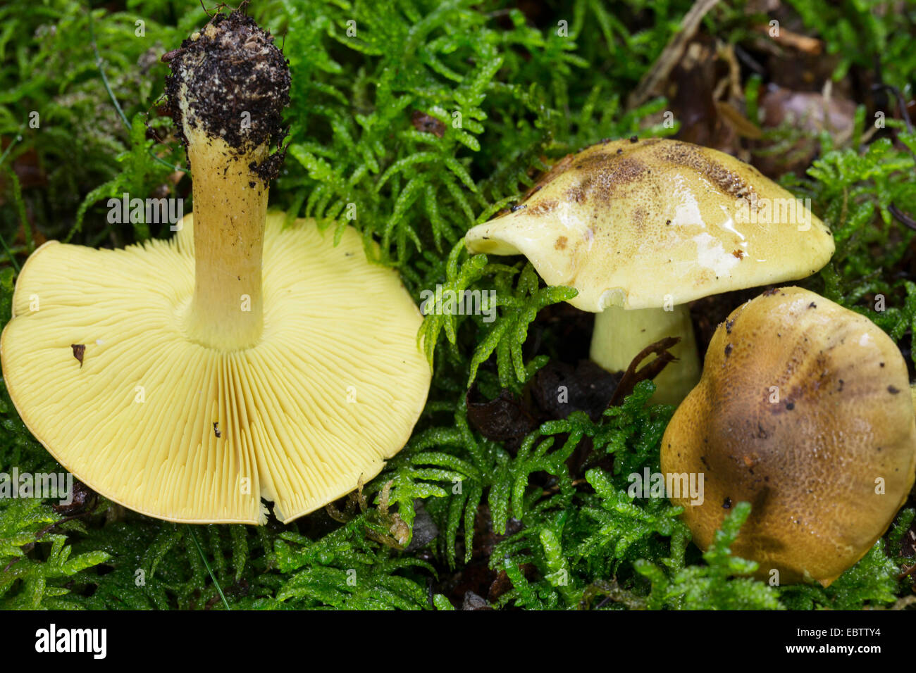 Mann auf dem Pferd, gelbe Ritter, gelbe Ritter Pilz (Tricholoma Equestre, Tricholoma Flavovirens, Tricholoma Auratum), Fruchtkörper auf moosigen Boden, Deutschland Stockfoto