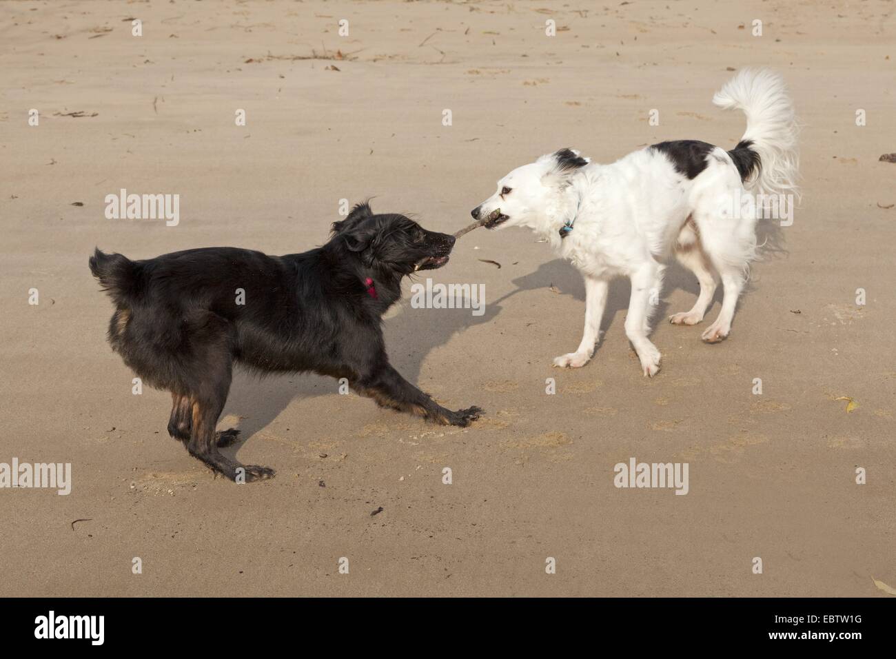 zwei kleine Mischling Hunde kämpfen für einen stick Stockfoto