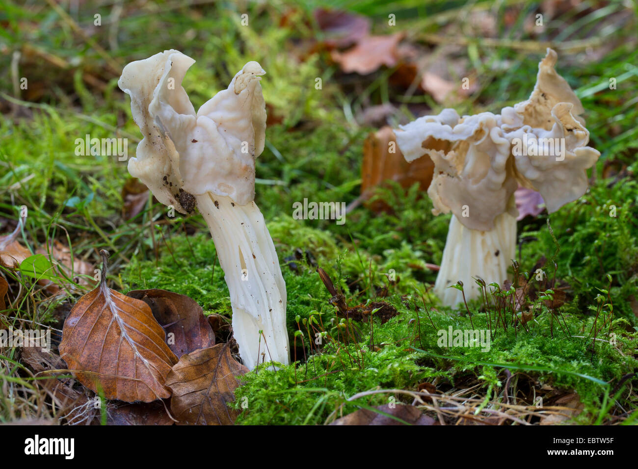 Weißer Sattel, Elfin Saddle, gemeinsame Helvel (Helvella Crispa, Helvella Pithyophila), zwei Fruchtkörper auf moosigen Boden, Deutschland Stockfoto