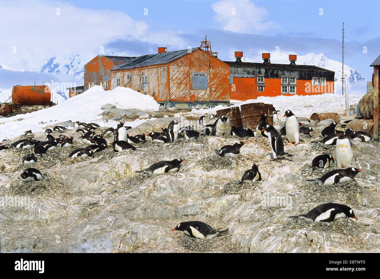 Gentoo Penguin (Pygoscelis Papua), am wissenschaftlichen Institut Gonzales Vileda, Antarktis, antarktische Halbinsel, Paradiesbucht Stockfoto