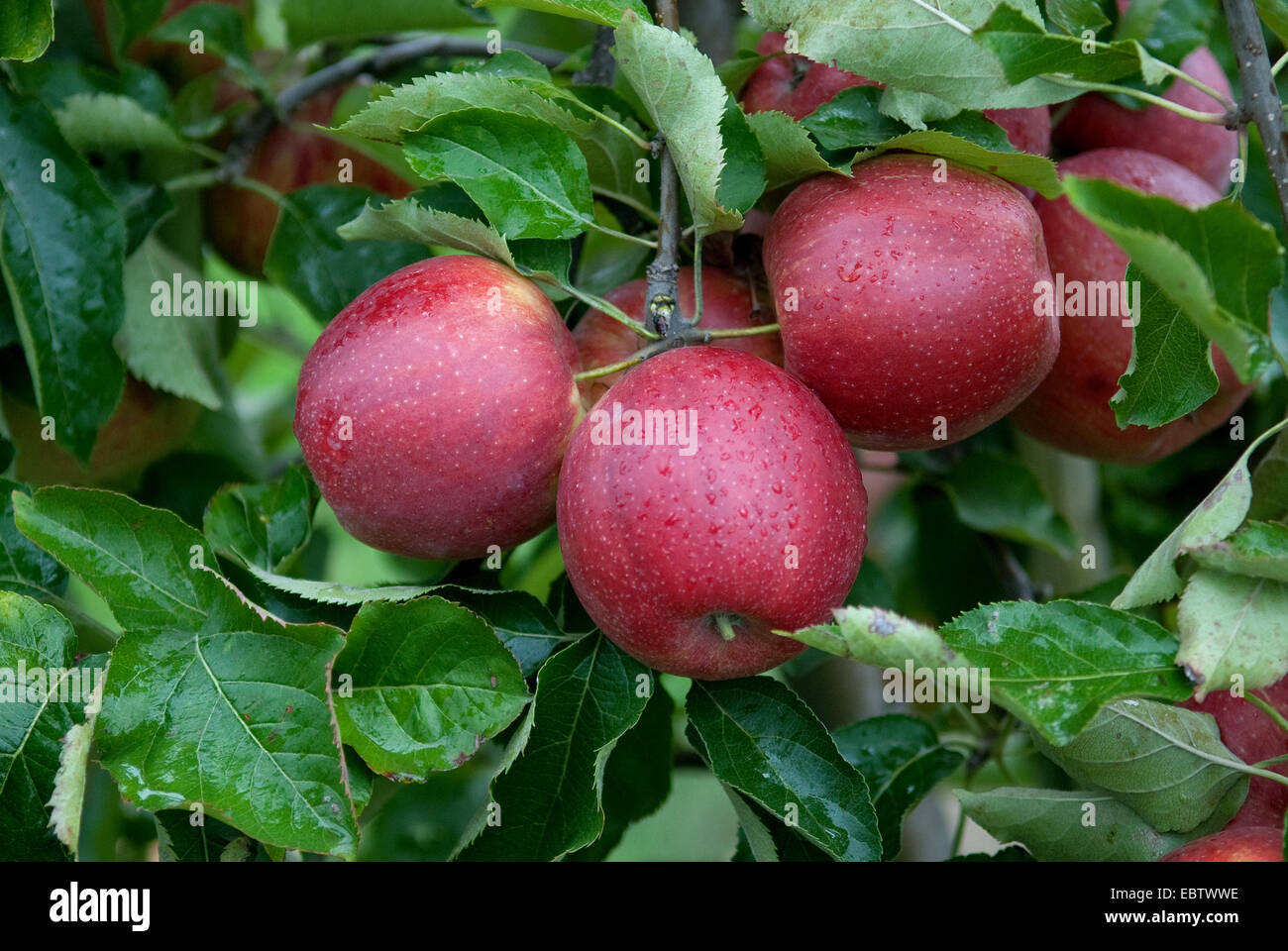 Apfelbaum (Malus Domestica 'Elshof', Malus Domestica Elshof), Sorte Elshof, Äpfel auf dem Baum Stockfoto