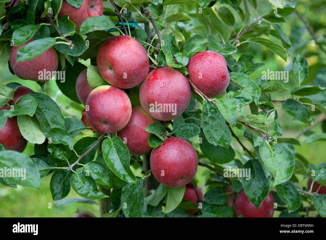 Apfelbaum (Malus Domestica 'Enterprise', Malus Domestica Enterprise), Enterprise, Sorte Äpfel an einem Baum Stockfoto