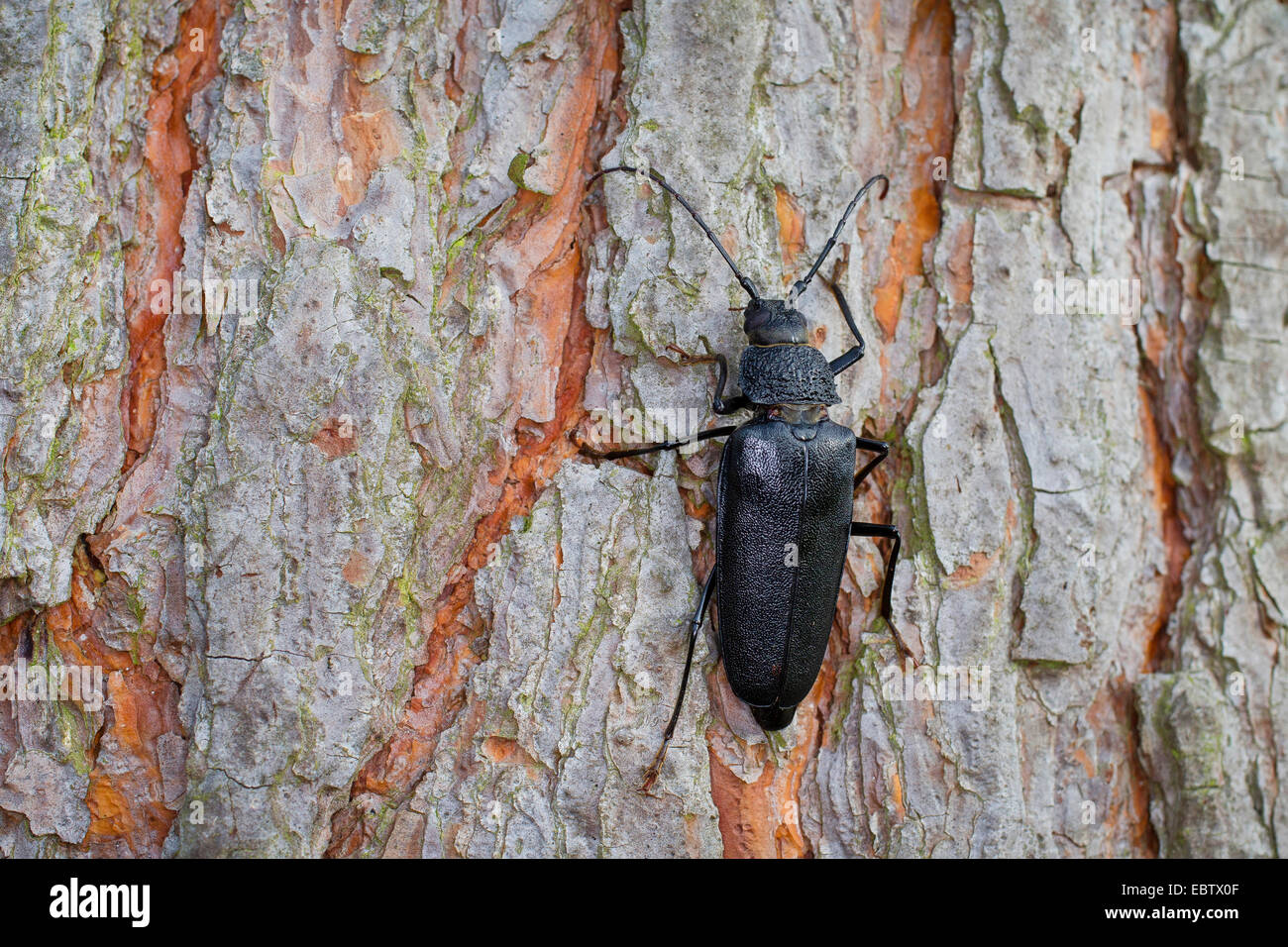 Tischler Longhorn, lange gehörnte Käfer (Ergates Faber), weibliche auf Baumstamm, Deutschland Stockfoto