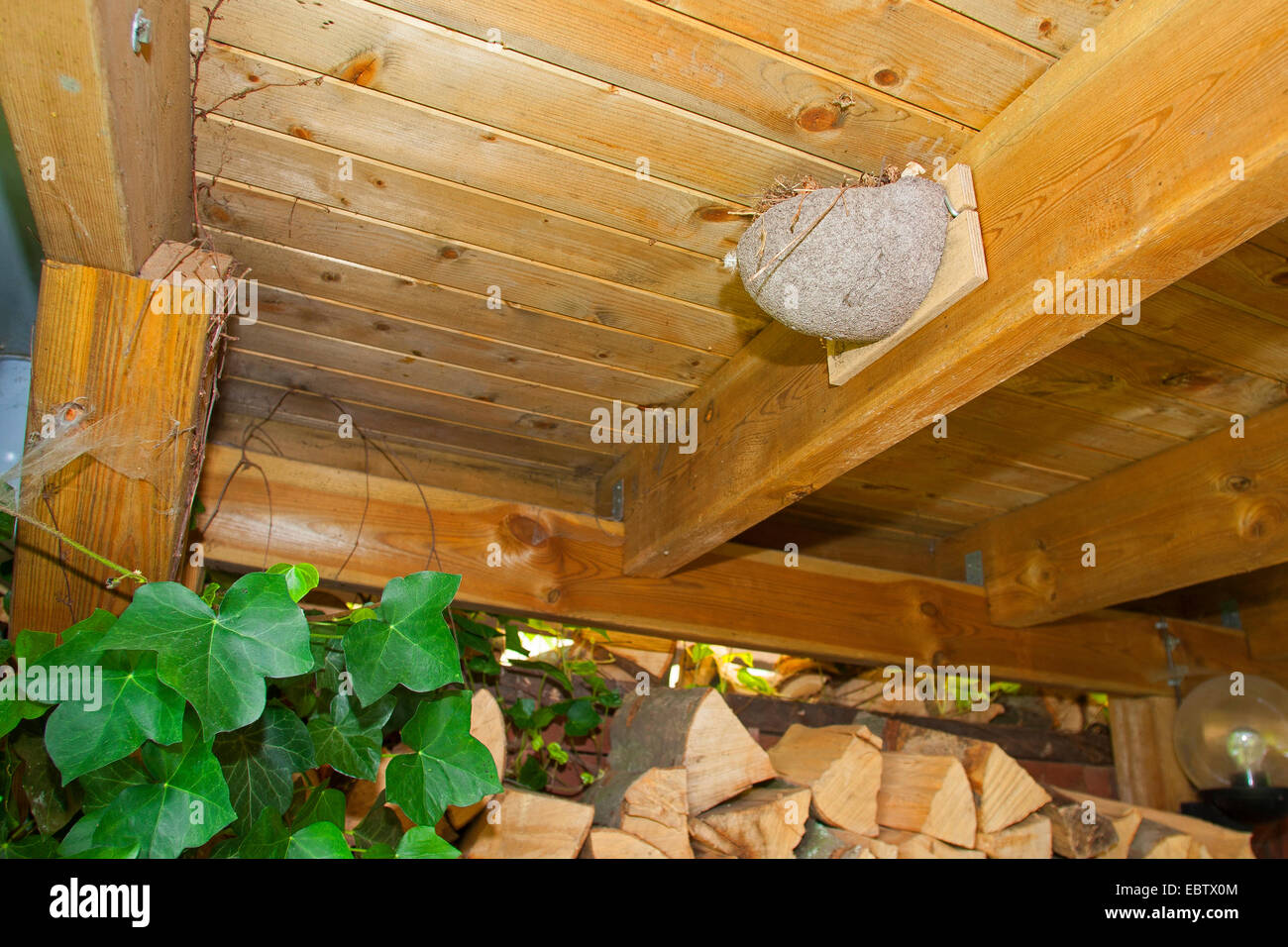 gemeinsamen Mehlschwalbe (Delichon Urbica), künstliche Nest für Mehlschwalben, Deutschland Stockfoto