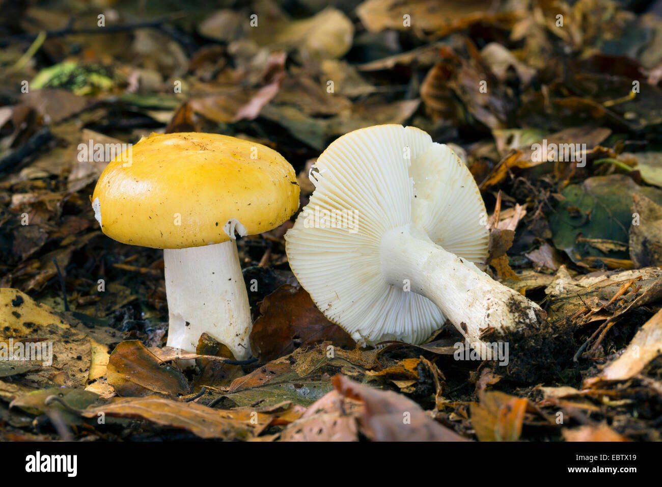 Gemeinsamen ubling gelb, Ocker-Brittlegill (ubling Ochroleuca, ubling Granulosa), zwei Fruchtkörper auf Waldboden, Deutschland Stockfoto