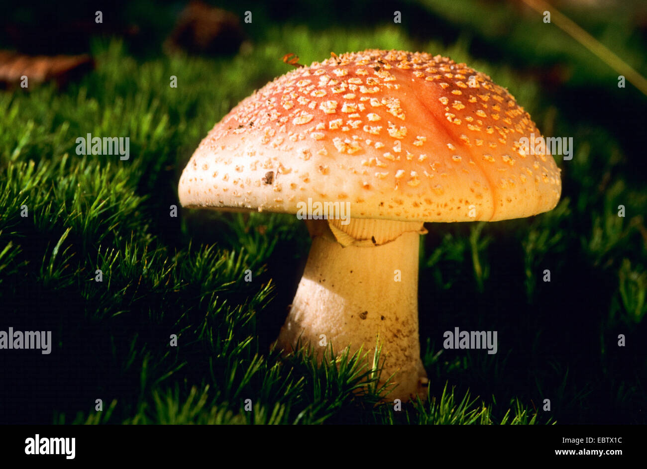 Rouge (Amanita Rubescens), Fruchtbildung Körper auf moosigen Boden, Deutschland Stockfoto