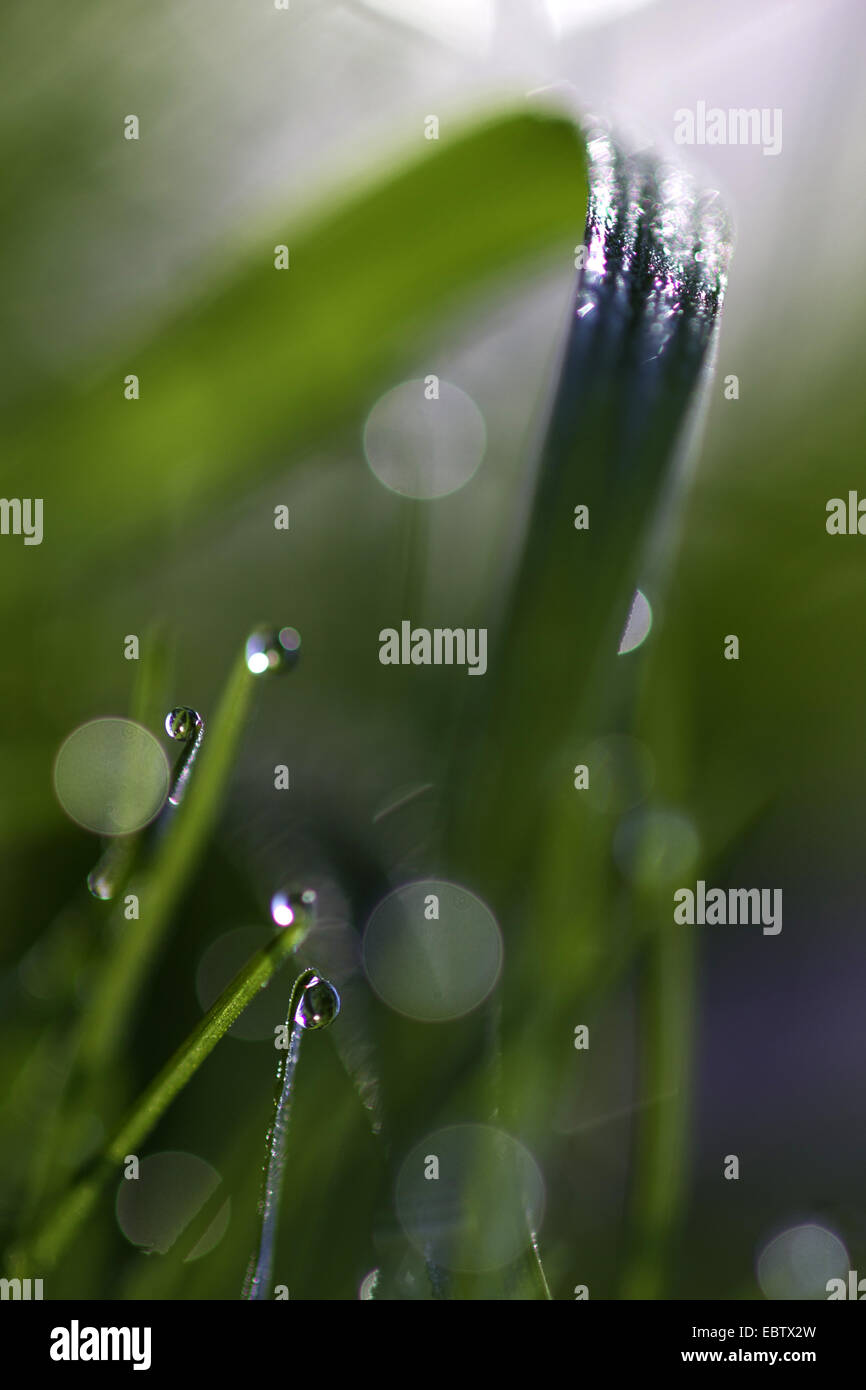 Reflexion der Sonne am Wasser sinkt an Grashalme Stockfoto