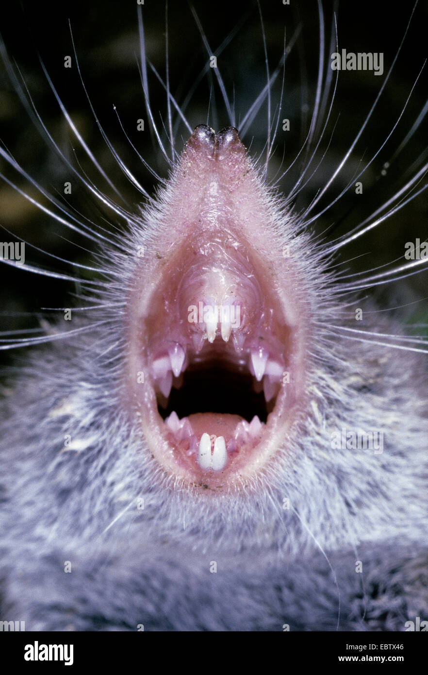 Рот мышки: найдено 83 изображений