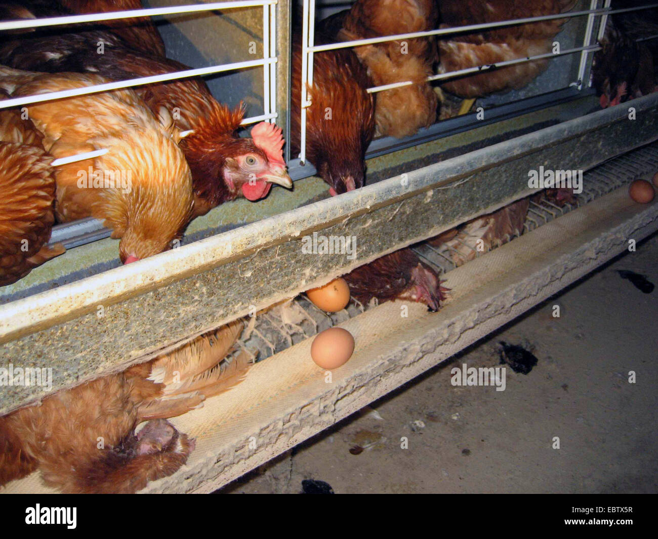 Hausgeflügel (Gallus Gallus F. Domestica), Legehennen, Eiern und Tote Hühner in Batterie Bauernhof, Deutschland, Stockfoto