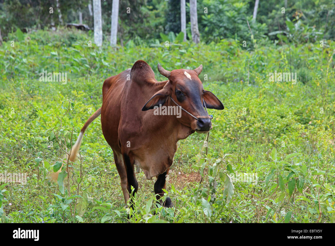 Hausrind (Bos Primigenius F. Taurus), Rinder im Regenwald, Tansania, Sansibar Stockfoto