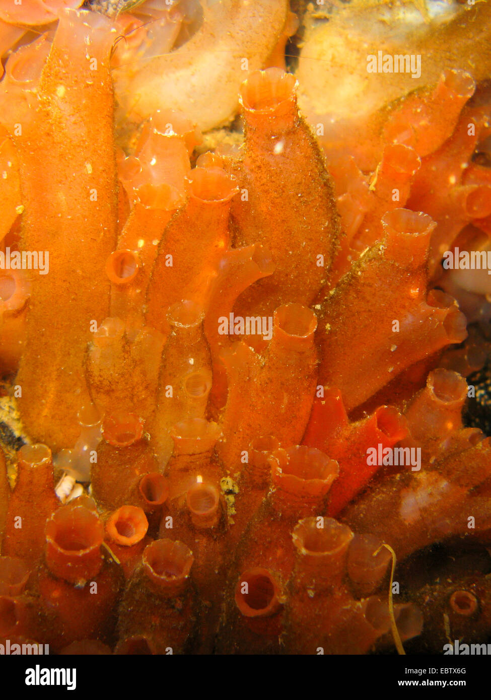 Meer-Vase, Vase Manteltier (Ciona Intestinalis), Nahaufnahme Stockfoto