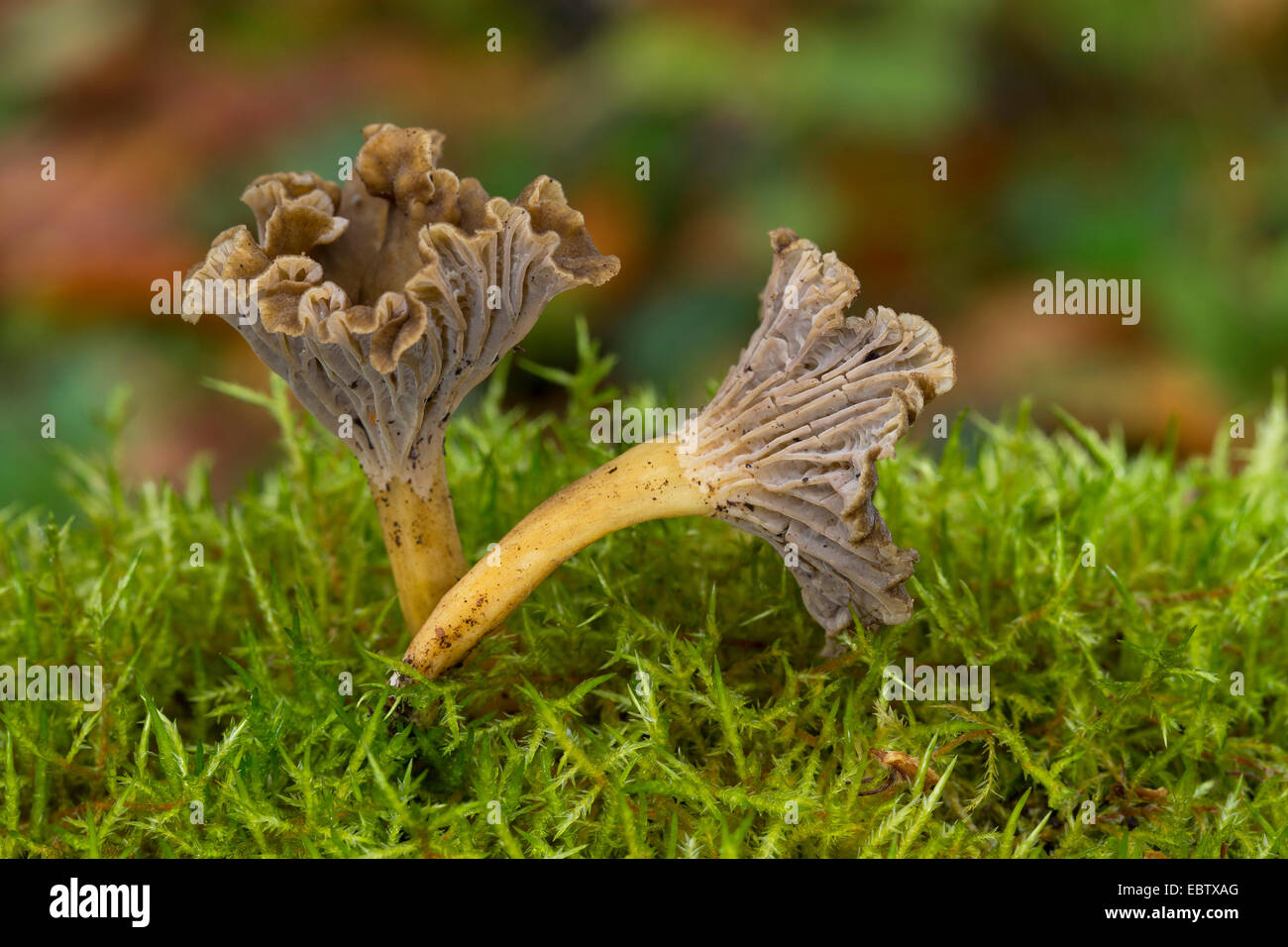 Trompete, Pfifferlinge, Gelbfußwallaby, Winter Pilz, Funnel Chanterelle (Craterellus Tubaeformis, Eierschwämmen Infundibuliformis, Eierschwämmen Tubaeformis), Fruchtkörper auf Moos, Deutschland Stockfoto