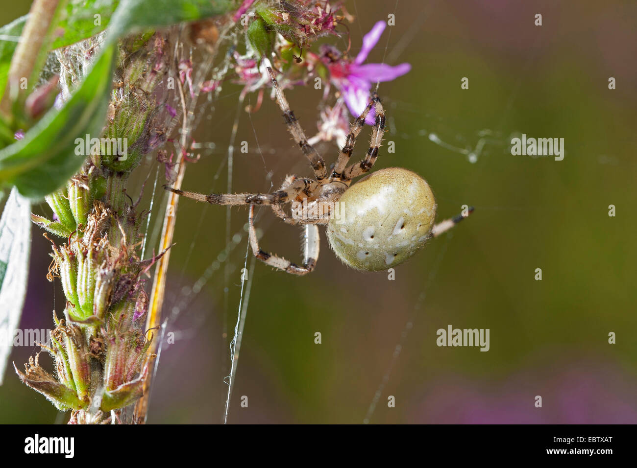 Fourspotted Orbweaver (Araneus Quadratus), Weiblich, Deutschland Stockfoto