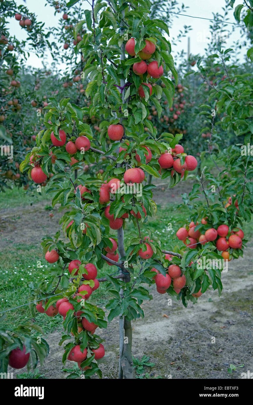 Apfelbaum (Malus Domestica 'Pinova', Malus Domestica Pinova), Sorte Pinova,  Äpfel auf dem Baum Stockfotografie - Alamy