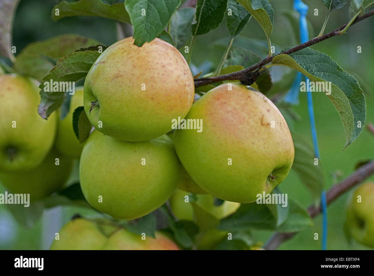 Apfelbaum (Malus Domestica "Goldene Orange", Malus Domestica goldene Orange), Sorte Golden Orange, Äpfel auf dem Baum Stockfoto