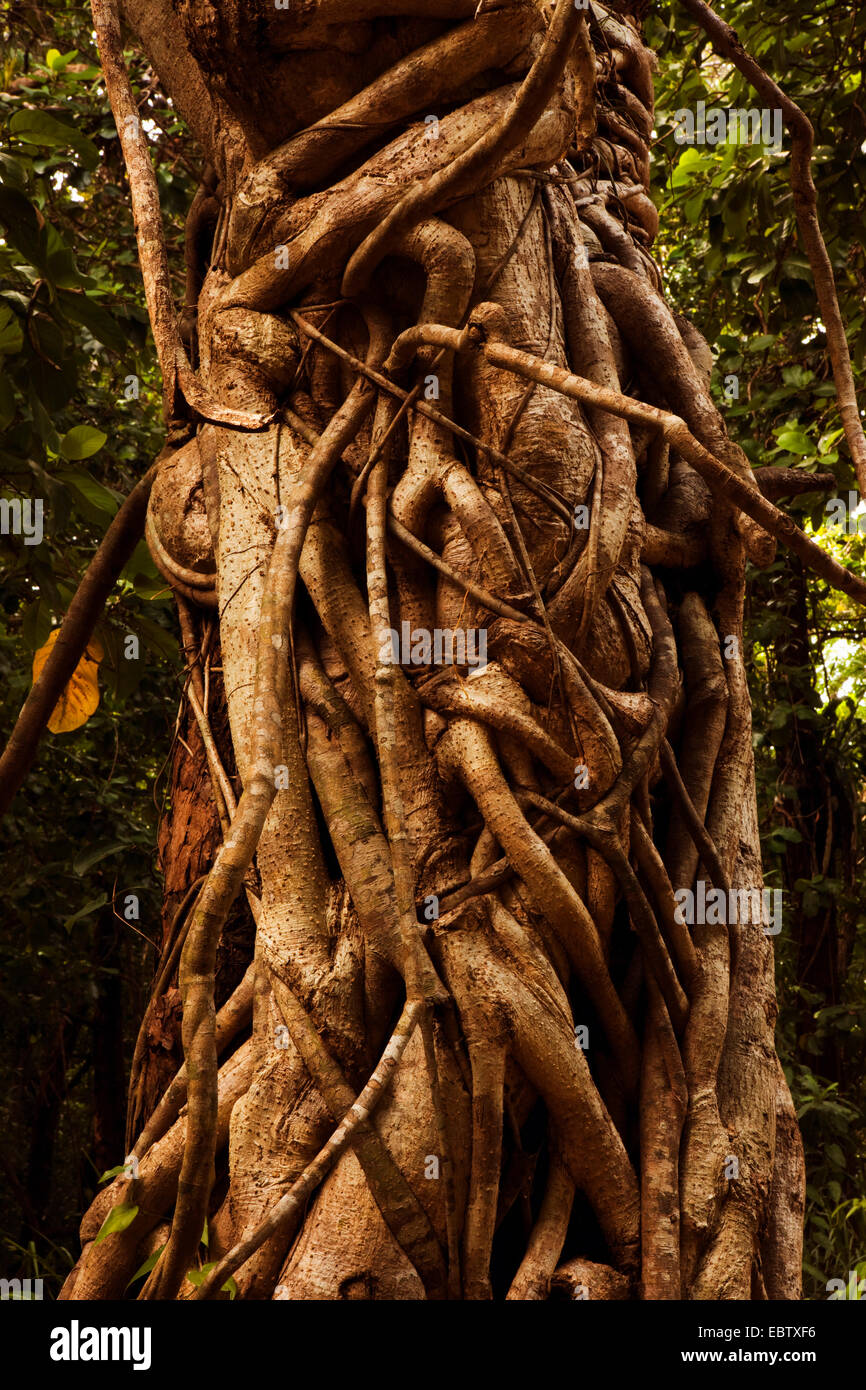 Weißen Feigen (Ficus Virens), Feigenbaum mit Antenne Wurzel, Australien, Queensland, Daintree Nationalpark Stockfoto