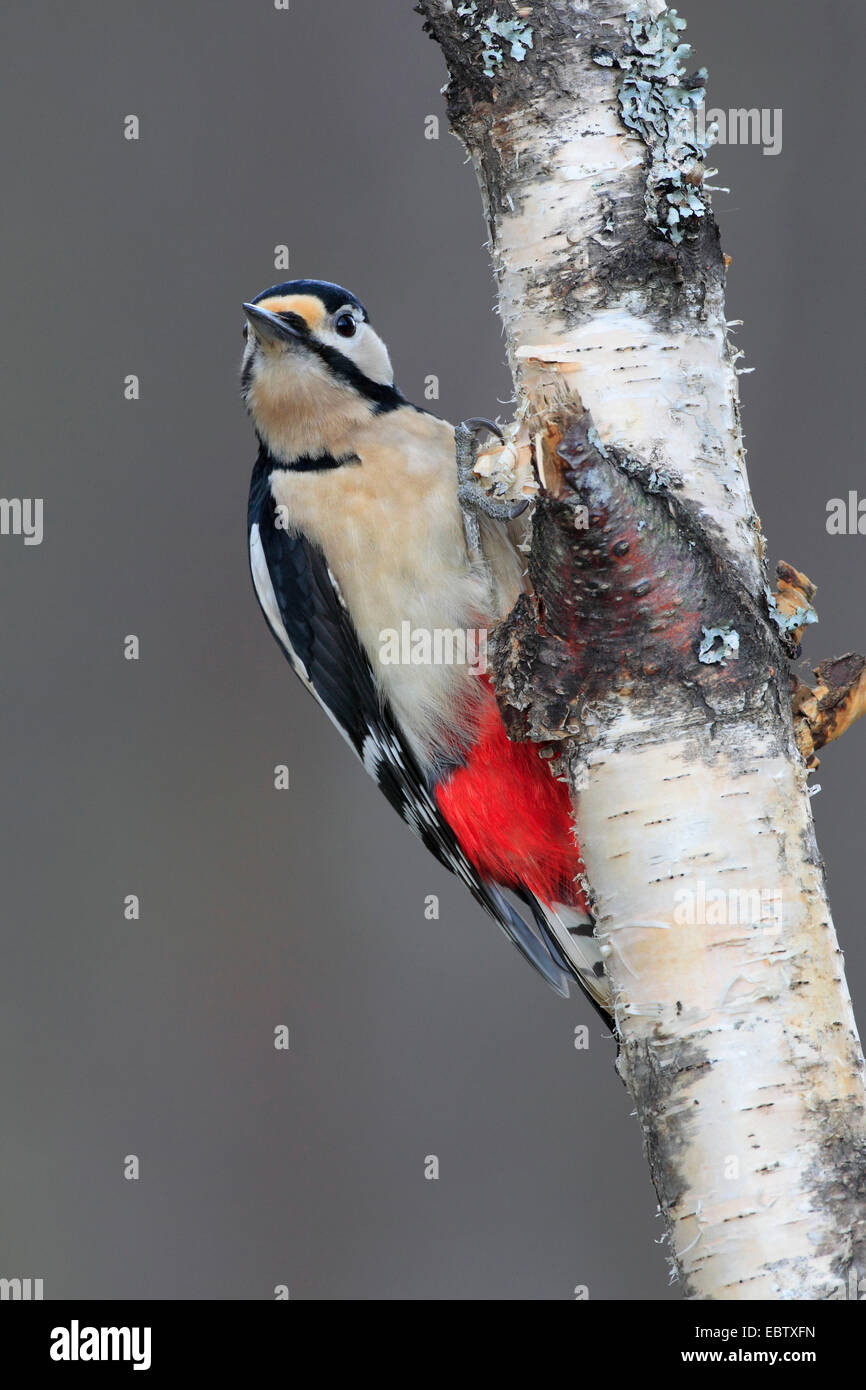 Buntspecht (Picoides major, Dendrocopos großen), Männchen sitzen an einen Stamm, Großbritannien, Schottland, Cairngorms-Nationalpark Stockfoto