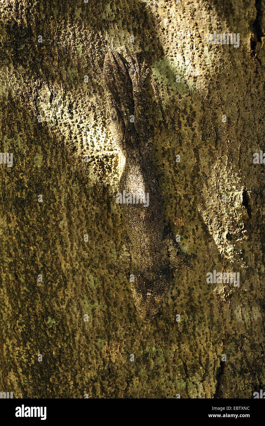 Henkel Blatt-tailed Gecko (Uroplatus Henkeli) auf Tree Trunk, Madagaskar, Ankarana Nationalpark Stockfoto