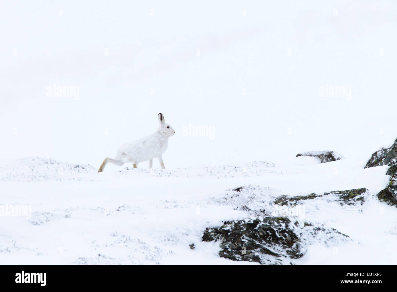 blauer Hase, Schneehase, weißen Hasen, eurasische arktische Hasen (Lepus Timidus), Wandern im Schnee gut getarnt, Großbritannien, Schottland, Cairngorm National Park Stockfoto