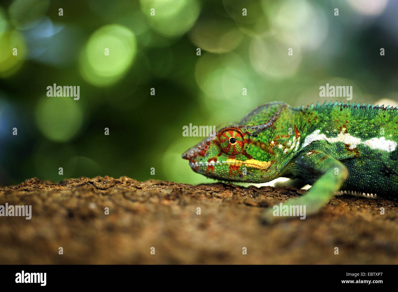 Pantherchamäleon (Furcifer Pardalis), auf Rinde, Madagaskar Stockfoto