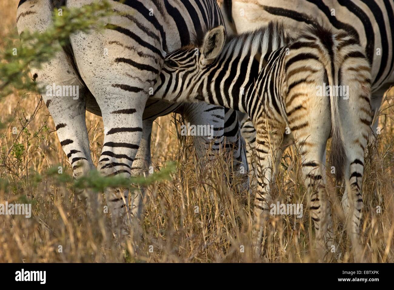 Burchell Zebra, Zebra, gemeinsame Zebra (Equus Quagga Burchelli, Equus Burchelli), Mutter mit Säugling Rehkitz, South Africa, Kwazulu-Natal, Hluhluwe-Umfolozi Nationalpark Stockfoto
