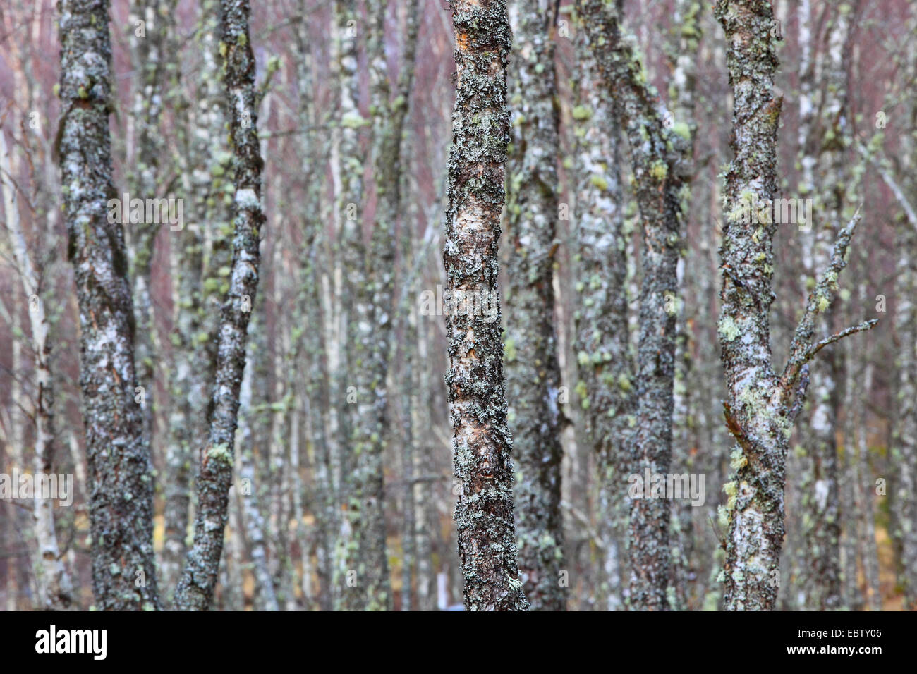 Birke (Betula spec.), Birke Stämme fallenden Flechten, Großbritannien, Schottland, Cairngorm National Park Stockfoto