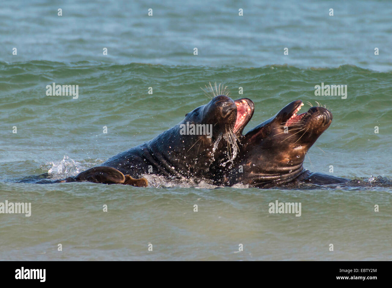 grau-Siegel (Halichoerus Grypus), Grey Seal Kämpfe in Wasser, Deutschland, Schleswig-Holstein, Helgoland Stockfoto