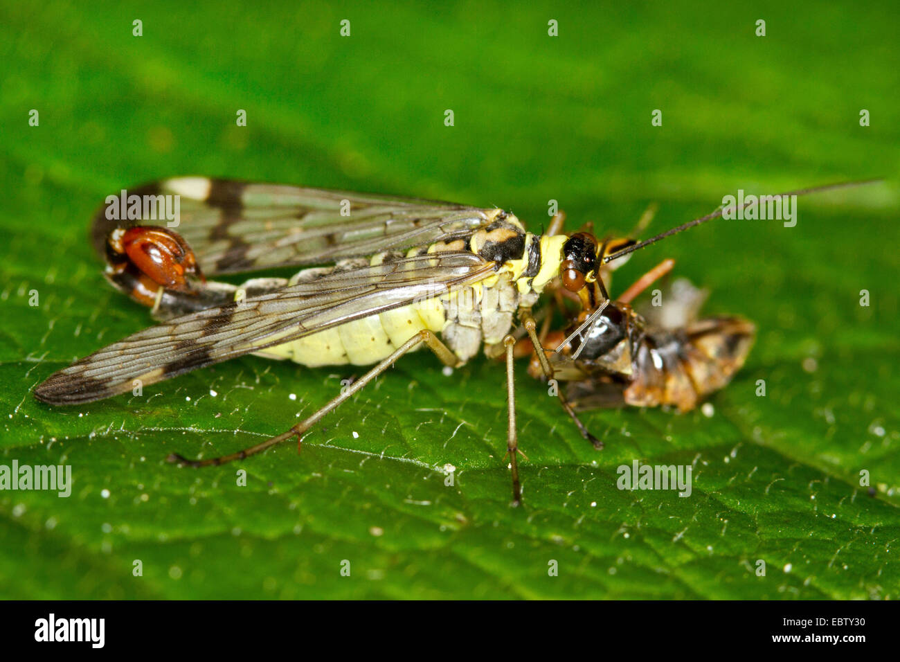 gemeinsame Scorpionfly (Panorpa Communis), feeds gefangen Daddy Langbein, Deutschland, Mecklenburg-Vorpommern Stockfoto