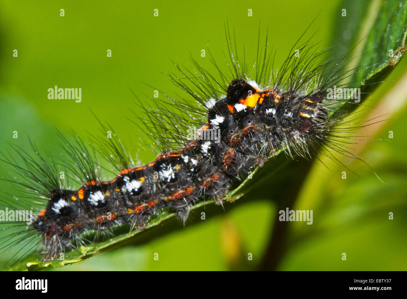 Gelb-Tail, Gold-Tail (Euproctis Similis, Porthesia Similis, Sphrageidus Similis), Raupe auf einem Blatt, Deutschland, Mecklenburg-Vorpommern Stockfoto
