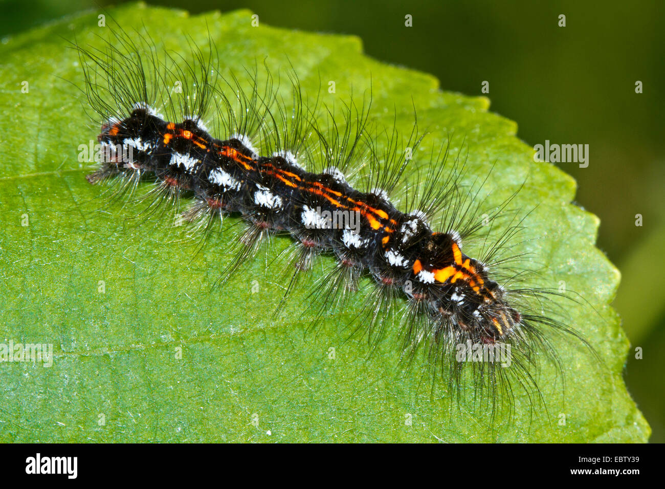 Gelb-Tail, Gold-Tail (Euproctis Similis, Porthesia Similis, Sphrageidus Similis), Raupe auf einem Blatt, Deutschland, Mecklenburg-Vorpommern Stockfoto