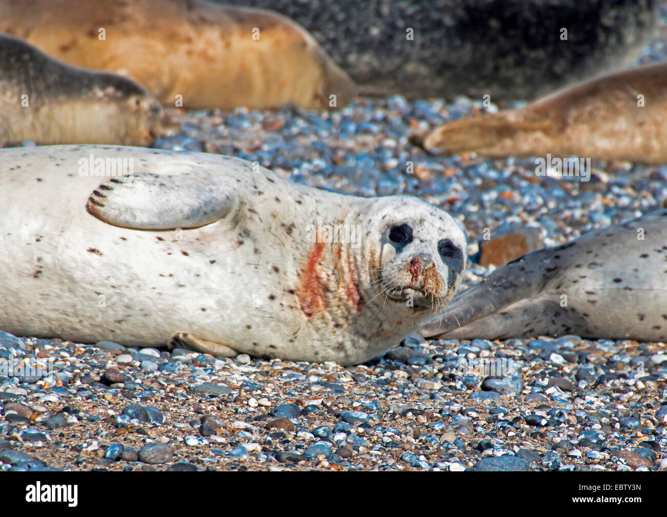 Harbor Seal, Seehunde (Phoca Vitulina), krank Hafen Dichtung auf der Insel Helgoland, Deutschland, Schleswig-Holstein, Helgoland Stockfoto