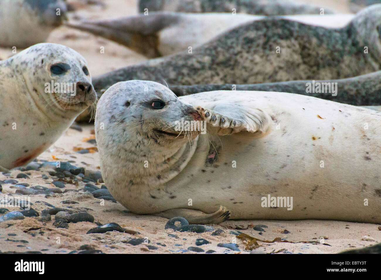 Harbor Seal, gemeinsame Dichtung (Phoca Vitulina), krank Dichtung schleift seine Nase, Deutschland, Schleswig-Holstein, Helgoland Stockfoto