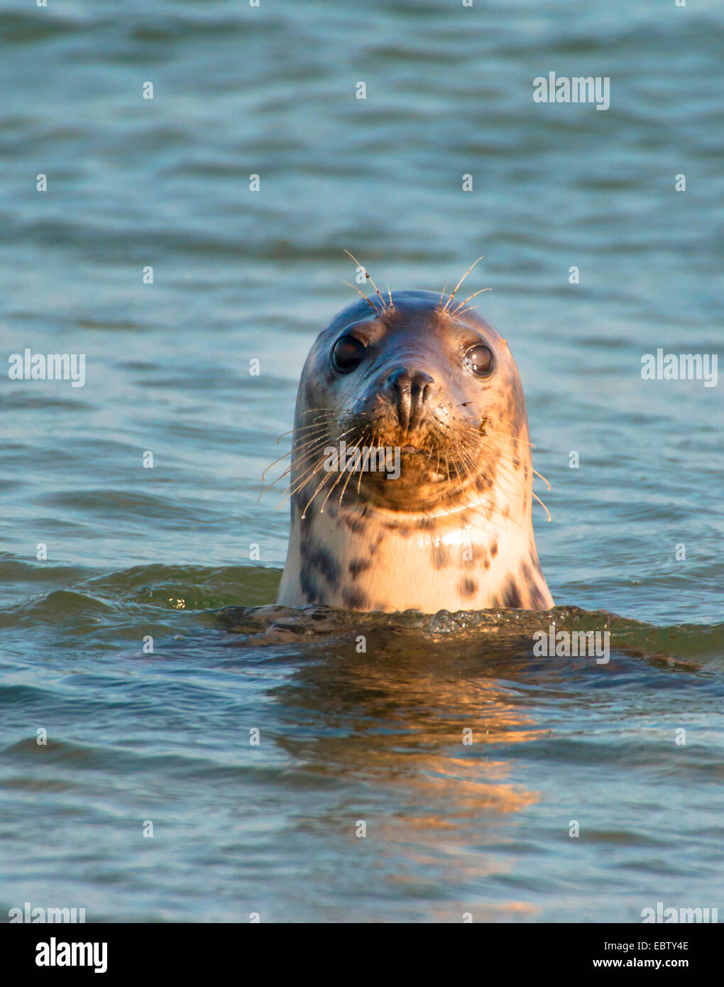 graue Dichtung (Halichoerus Grypus), graue Dichtung in Wasser, Deutschland, Schleswig-Holstein, Helgoland Stockfoto