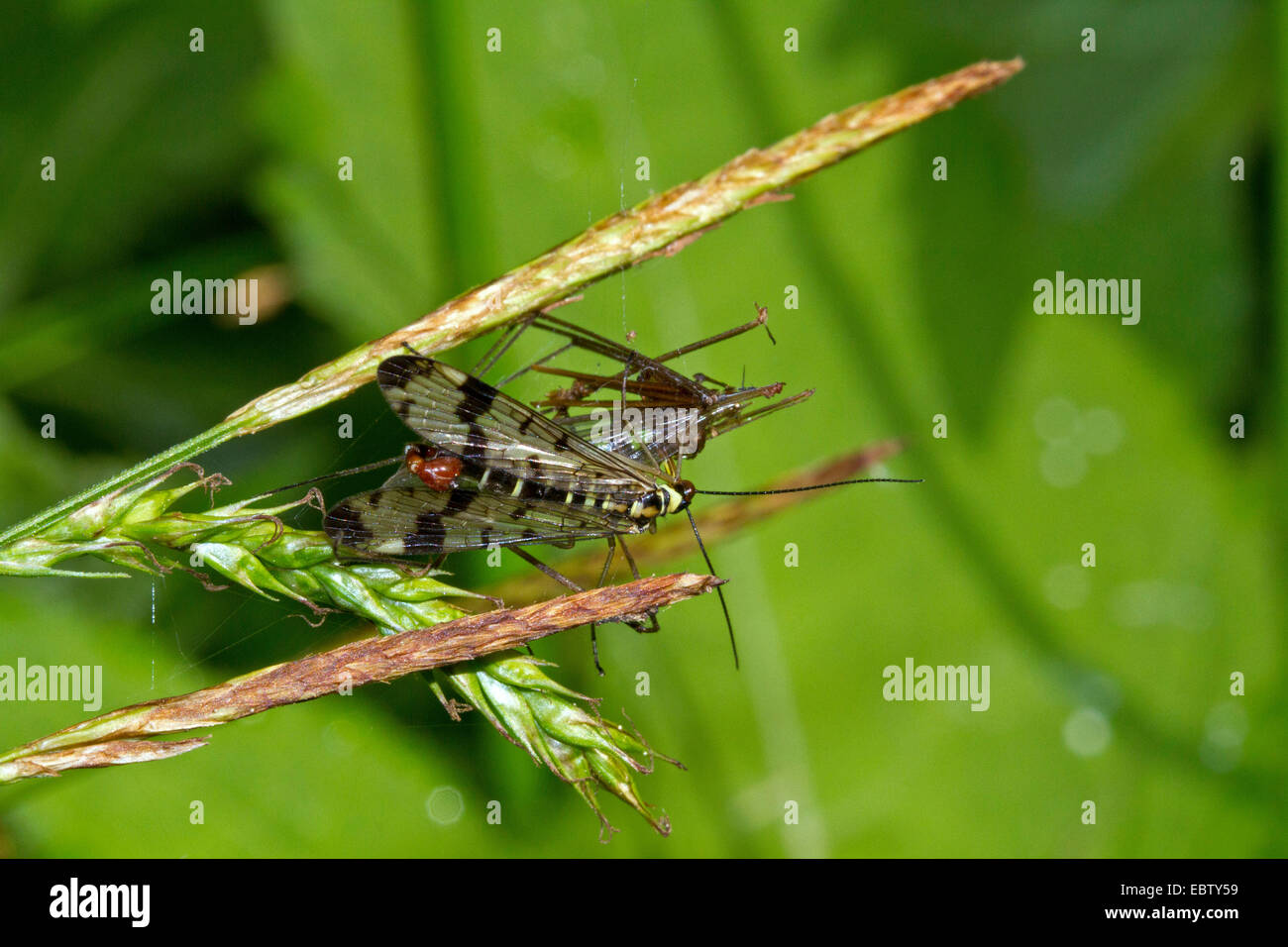 gemeinsame Scorpionfly (Panorpa Communis), feeds gefangen Daddy Langbein, Deutschland, Mecklenburg-Vorpommern Stockfoto