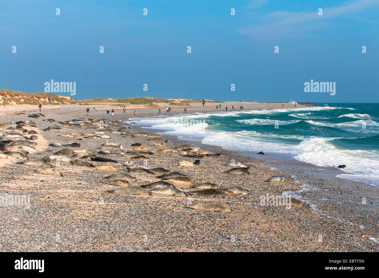 Harbor Seal, gemeinsame Dichtung (Phoca Vitulina), Hafen dichtet auf der Insel Helgoland, Deutschland, Schleswig-Holstein, Helgoland Stockfoto