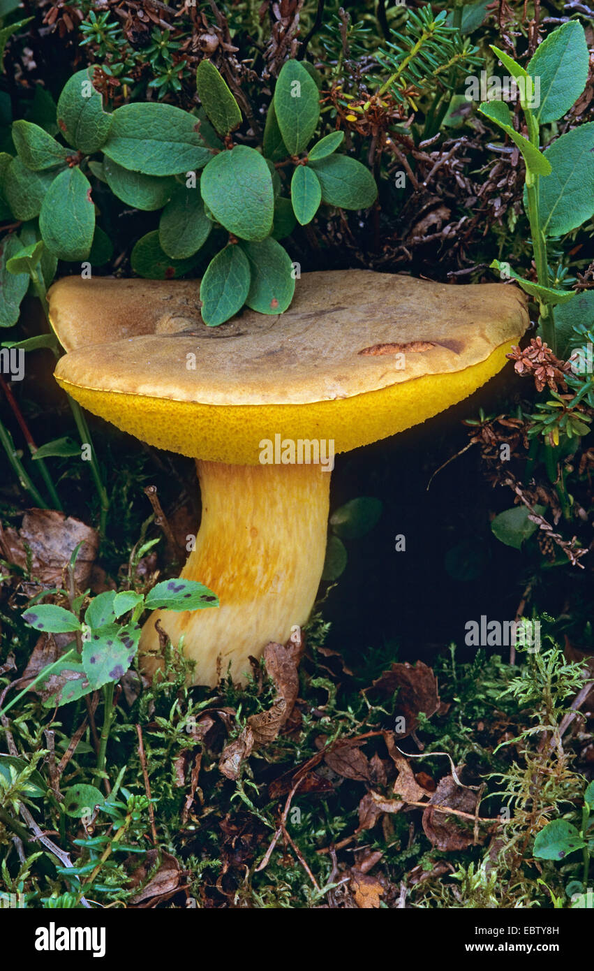 Gelb-geknackt Bolete, Wildleder Bolete, braun und gelb Bolet, Boring brown Bolete (Boletus Subtomentosus, Xerocomus Subtomentosus), Fruchtkörper, einzelne Musfroom, Deutschland Stockfoto