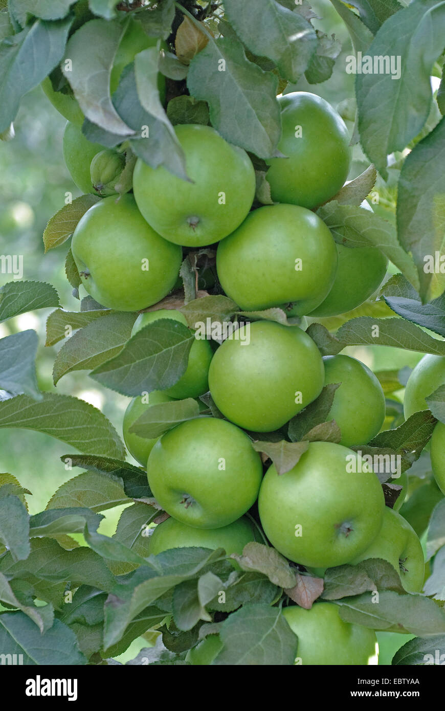 Apfelbaum (Malus Domestica "Greencats", Malus Domestica Greencats), Sorte Greencats, Äpfel auf dem Baum Stockfoto