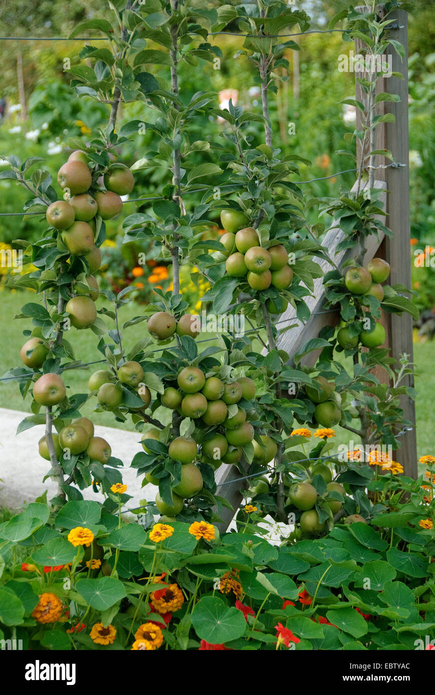 Apfelbaum (Malus Domestica 'Kanadarenette', Malus Domestica Kanadarenette), Sorte Kanadarenette, Äpfel auf dem Baum Stockfoto