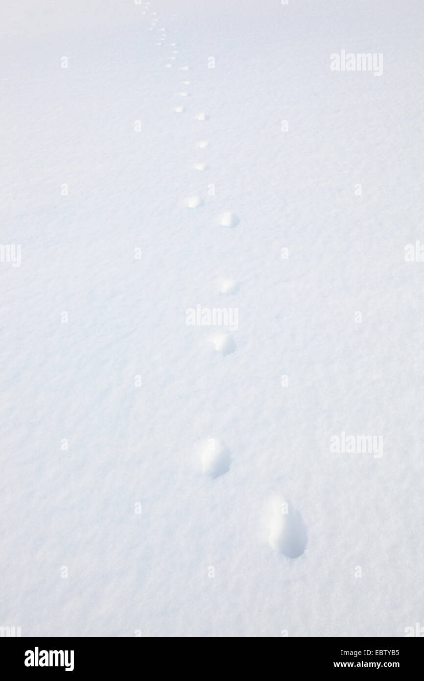 blauer Hase, Schneehase, weißen Hasen, eurasische arktische Hasen (Lepus Timidus), Spuren im Schnee, Großbritannien, Schottland, Cairngorm National Park Stockfoto