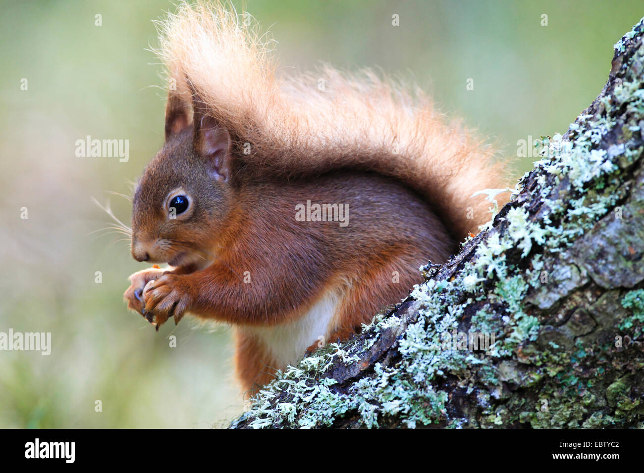 Europäische Eichhörnchen, eurasische rote Eichhörnchen (Sciurus Vulgaris), sitzt auf einem Ast mit Haselnuss, Großbritannien, Schottland, Cairngorm National Park Stockfoto