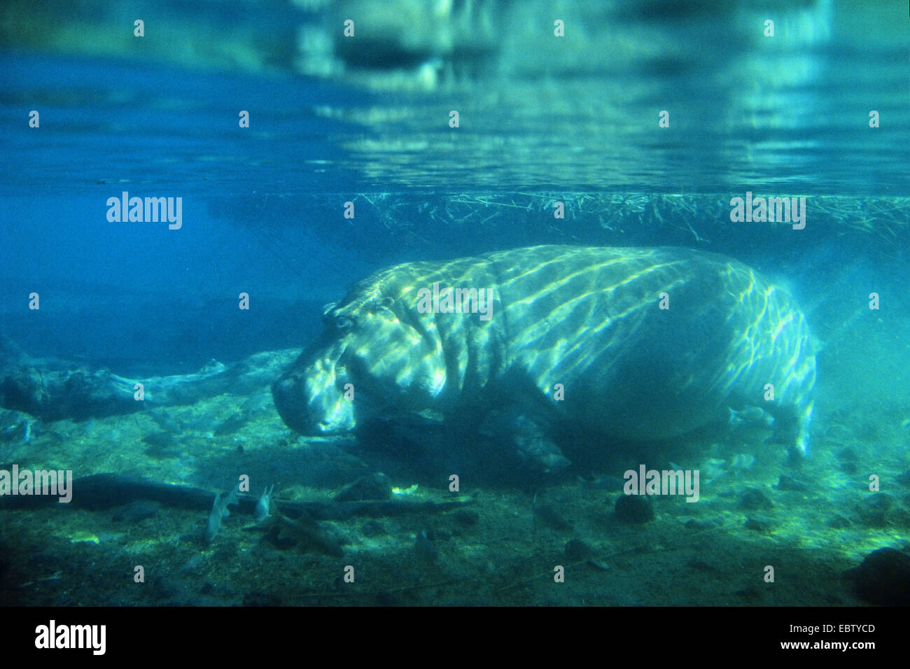 Nilpferd, Nilpferd, gemeinsame Flusspferd (Hippopotamus Amphibius), unter Wader, Kenia, Tsavo West Nationalpark, Mzima Springs Stockfoto