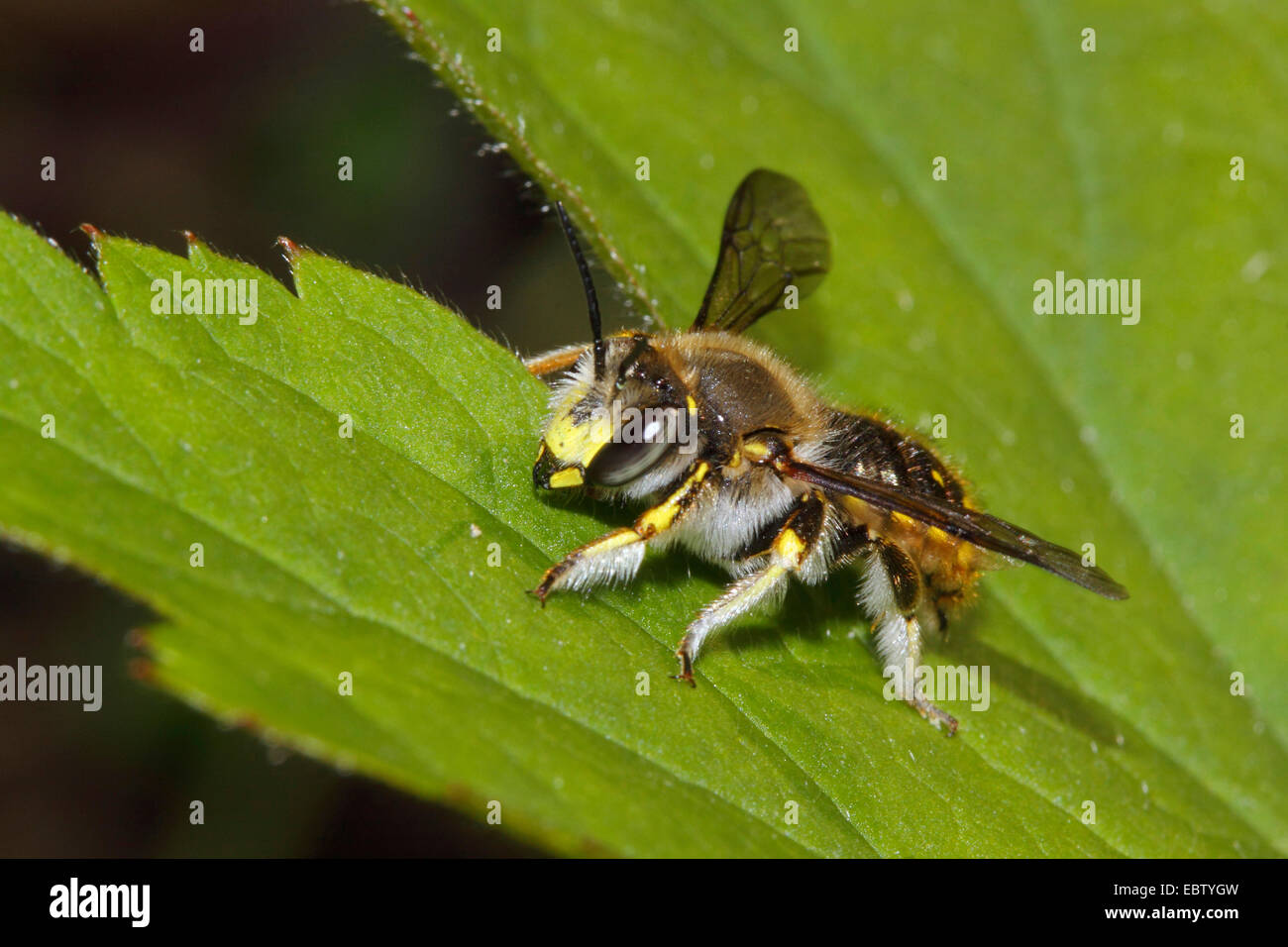 Wolle Karde Biene (Anthidium Manicatum), auf einem Blatt, Deutschland, Mecklenburg-Vorpommern Stockfoto