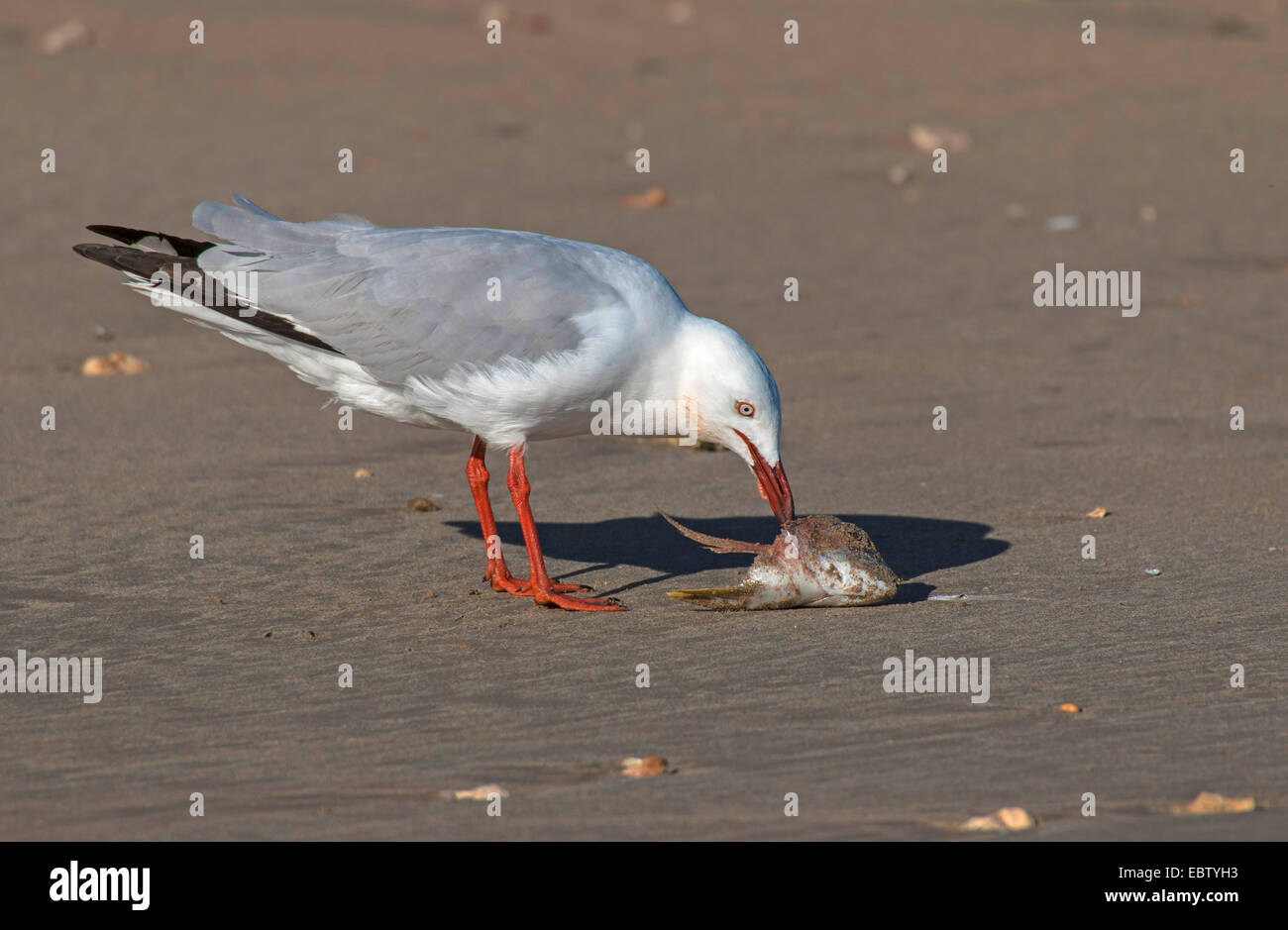 silberne Möwe (Larus Novaehollandiae Novaehollandiae Chroicocephalus), mit toten Fischen, Australia, Western Australia, Exmouth Stockfoto