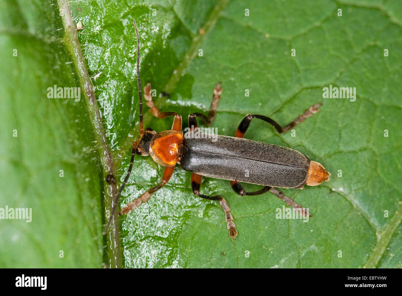 Soldat-Käfer, Weichkäfer (Cantharis Pellucida), sitzt auf einem Blatt, Deutschland Stockfoto