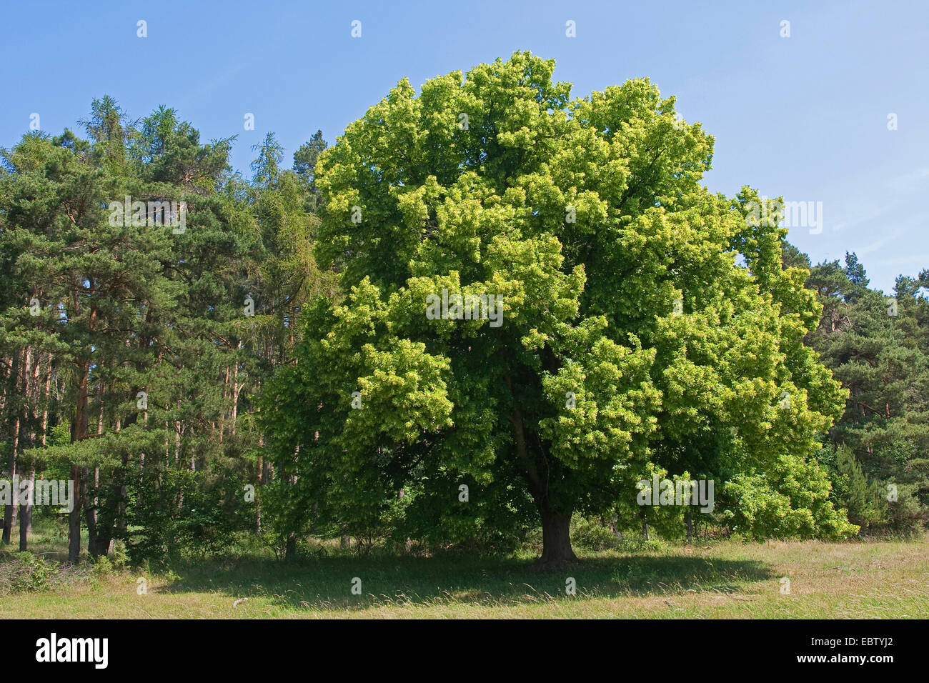 großblättrige Linde, Linde (Tilia Platyphyllos), blühenden Baum auf einer Wiese, Deutschland Stockfoto