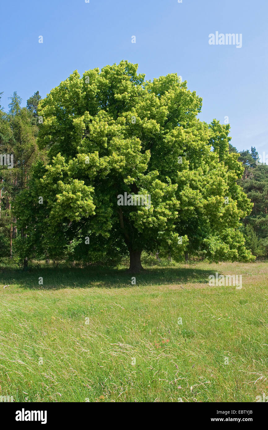 großblättrige Linde, Linde (Tilia Platyphyllos), blühenden Baum auf einer Wiese, Deutschland Stockfoto
