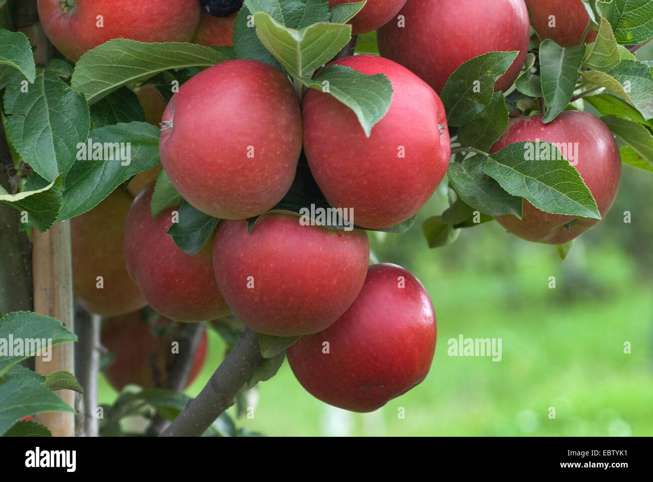 Apfelbaum (Malus Domestica 'Delcoros', Malus Domestica Delcoros), Sorte Delcoros, Äpfel auf dem Baum Stockfoto